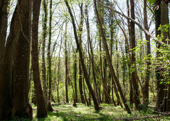 Naklejka premium love nature