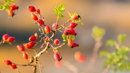 Rosehip branch with red berries on blurred background