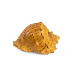 sea shell isolated on white background, decorative seashell