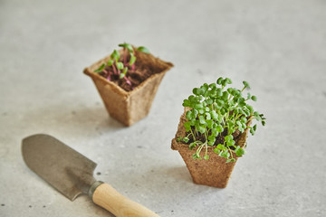 Microgreen seedlings with earth pots