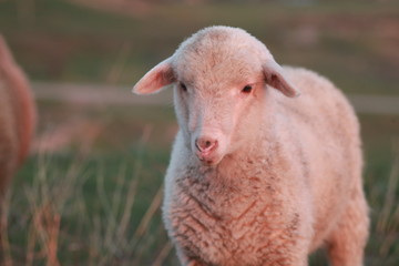 Naklejka na ściany i meble close up of a sheep