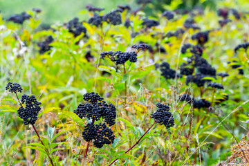 Elderberry bush with black berries, elderberry thickets
