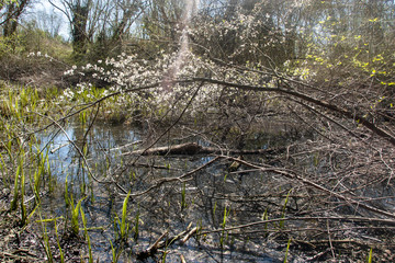in the forest at spring