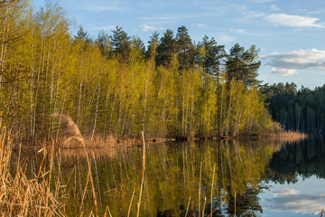 autumn in the forest