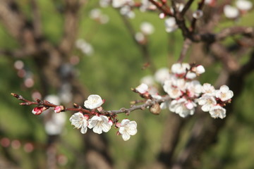 cherry blossom in spring