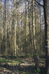 Obraz premium wald forest