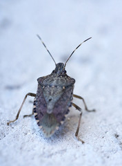 Asiatische Wanze mit schillernden Farben am Haus auf verputzter Wand mit Steinhintergrund Makro...