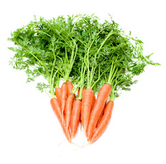Bunch of Organic Carrots with Stems