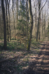 wald forest