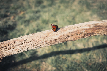 Schmetterling Butterfly