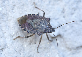 Wanze mit schillernden Farben am Haus auf verputzter Wand mit Steinhintergrund Makro aufgenommen