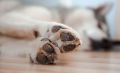 Dog paws with pads on a light floor. Dog paws resting