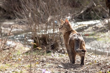 Cat walking by creek