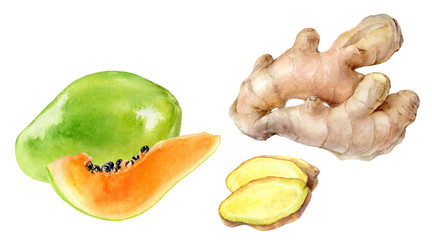 Papaya ginger watercolor illustration isolated on white background
