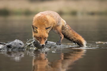 Beautiful red fox standing on a few stones over the water surface. Very focused on its prey. Pure natural wildlife photo. Ready to hunt.