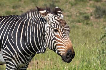Kap-Bergzebra im Mountain Zebra Nationalpark in Südafrika