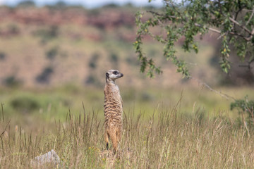 Erdmännchen hält Wache im Mountain Zebra Nationalpark in Südafrika