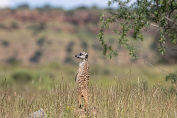 Erdmännchen im Mountain Zebra Nationalpark in Südafrika