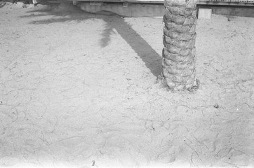 A coconut tree on the beach