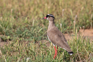 Vogel im Mountain Zebra Nationalpark in Südafrika