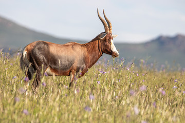 Antilope im Mouuntain Zebra Nationalpark