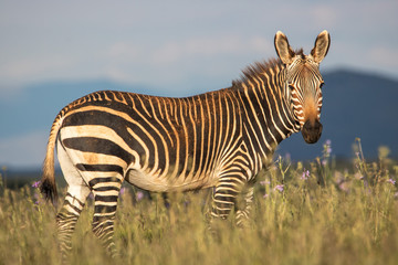 Zebra im Mountain Zebra Nationalpark in Südafrika