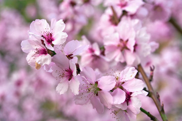 beautiful spring landscape - blooming trees, bright pink and white flowers as background