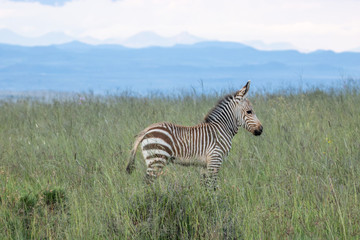 Fototapeta premium Kap-Bergzebra im Mountain Zebra Nationalpark