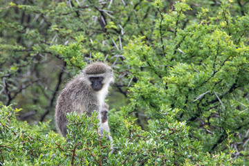 Meerkatze im Mountain Zebra Nationalpark