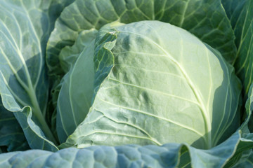 Obraz premium Large, ripe cabbage swing closeup