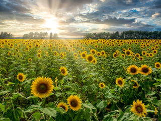 Field of Yellow Sunflowers in the Evening Sunset