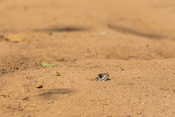 lizard up head from sand
