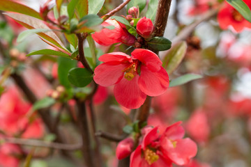 Beautiful pink and red henomeles flowers. Shrub without leaves blooms in early spring. Delicate petals and yellow stamens and pistils with nectar. Greeting card or bouquet. Symbol of awakening nature