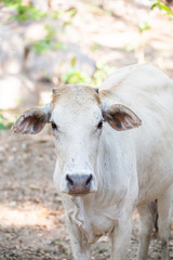 Obraz premium cow eatting in farm