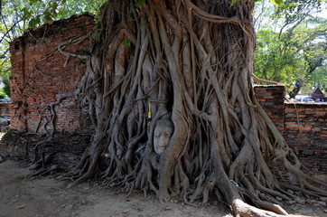 Ayutthaya Buddha Head statue trapped in Bodhi Tree