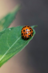 Orange Ladybug also known as Halyzia sedecimguttata.
