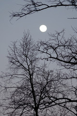 bare tree branches against the moonlit sky