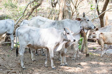 cow eatting in farm