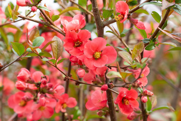 Fototapeta na wymiar Beautiful pink and red henomeles flowers. Shrub without leaves blooms in early spring. Delicate petals and yellow stamens and pistils with nectar. Greeting card or bouquet. Symbol of awakening nature
