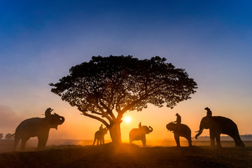 Elephant trainer and mahout with elephants walking to a tree during a sunrise silhouette. vintage...