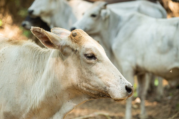 cow eatting in farm