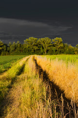 View of a golden field under a dark sky