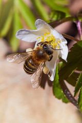 White anemone nemorosa flower with a bee in the forest in a sunny day. Wild anemone, windflowers, thimbleweed.