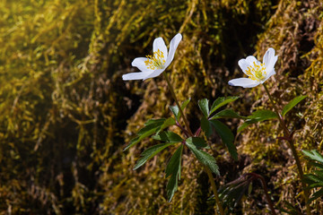 White anemone nemorosa flowers in the forest in a sunny day. Wild anemone, windflowers, thimbleweed.