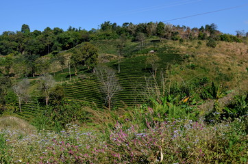 Naklejka premium Green Tea plantations at the mountain in Maesalong, Chiang Rai, Thailand