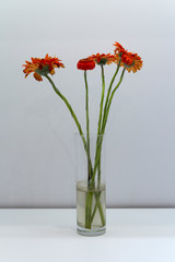 Orange Gerbera flower was placed in a clear glass vase on the table