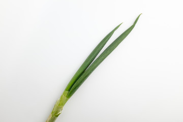 Obraz na płótnie Canvas Fresh green onions on white background