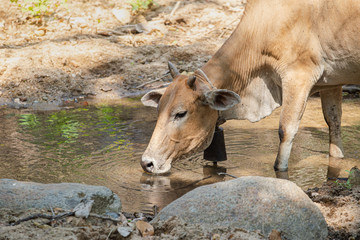 Fototapeta premium cow eatting in farm