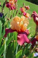 Pink iris in garden
