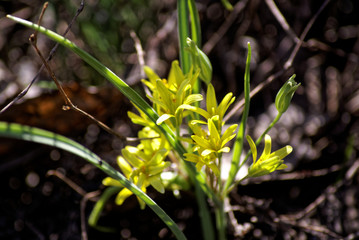 spring flowers in the forest